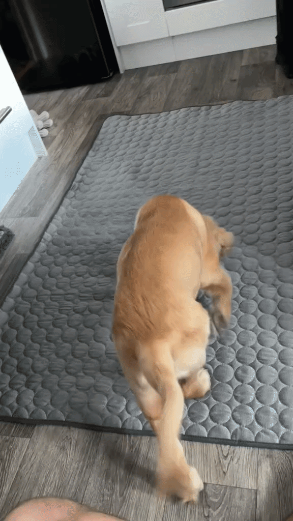 Peludi en acción
