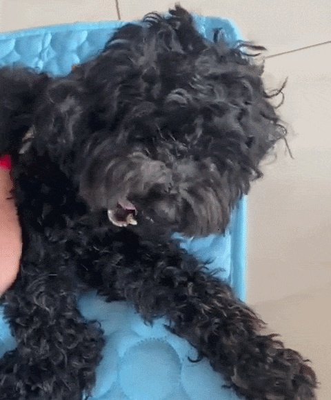 Peludi en acción
